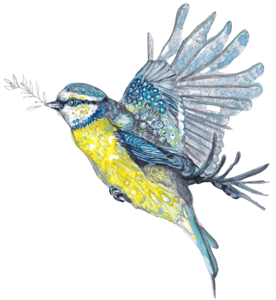 Right side bird image
