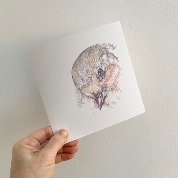 Coy Robin - Image 4