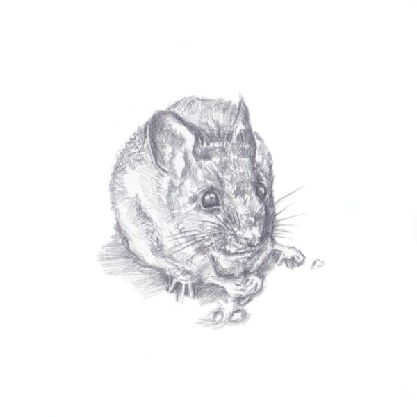 Wee Moosie - Image 2