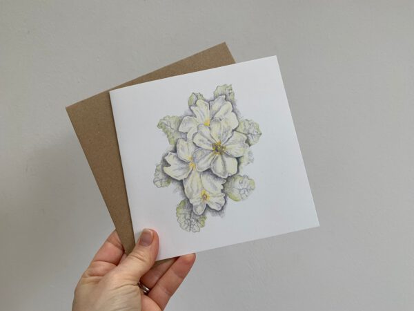 Primroses - Image 6