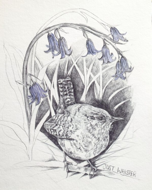 Just Whisper (Wren and Bluebells) - Image 4