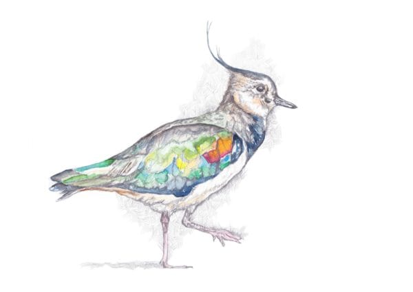 Memory Peewit - Image 5