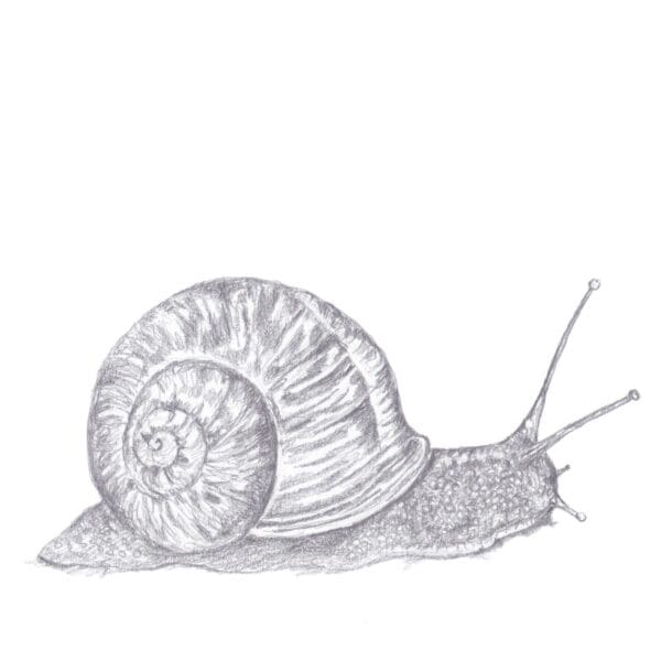 Mr Snail - Image 3