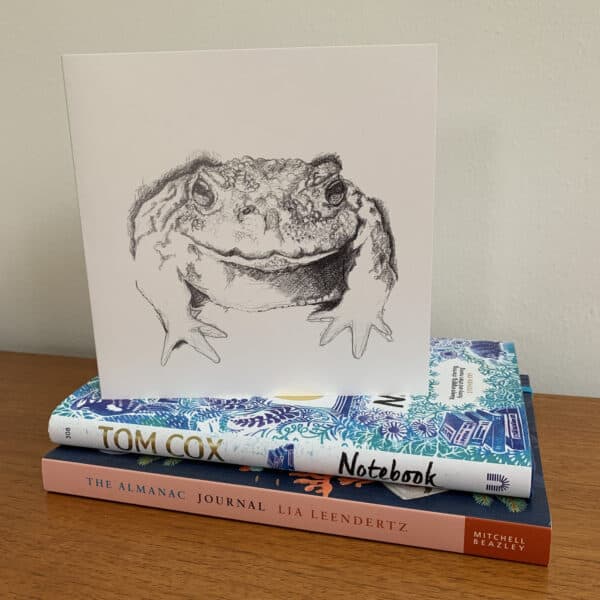 Not just a Common Toad - Image 4