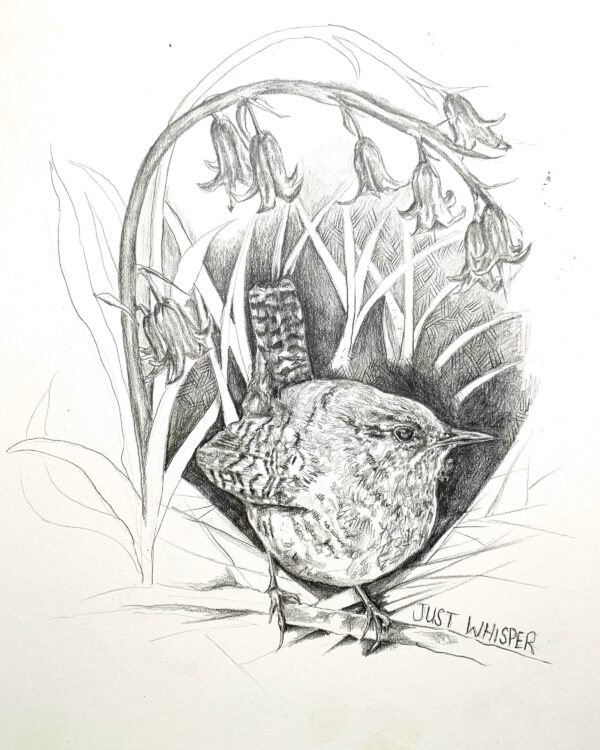 Just Whisper (Wren and Bluebells) - Image 7