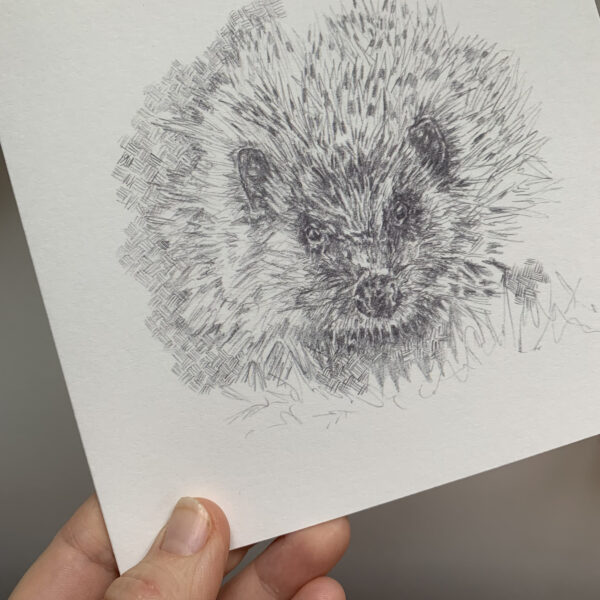 Hedgehog - Image 3