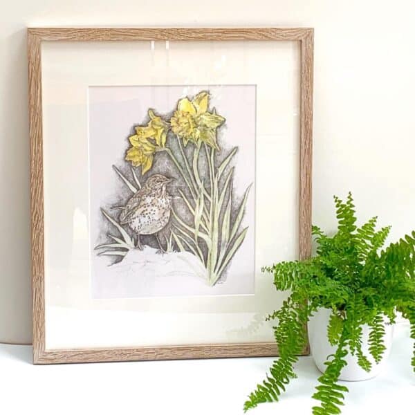 Songthrush and Sunlit Daffodils - Image 9
