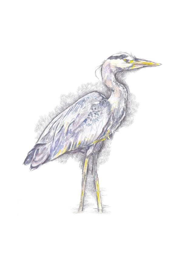 Watchful Heron - Image 5