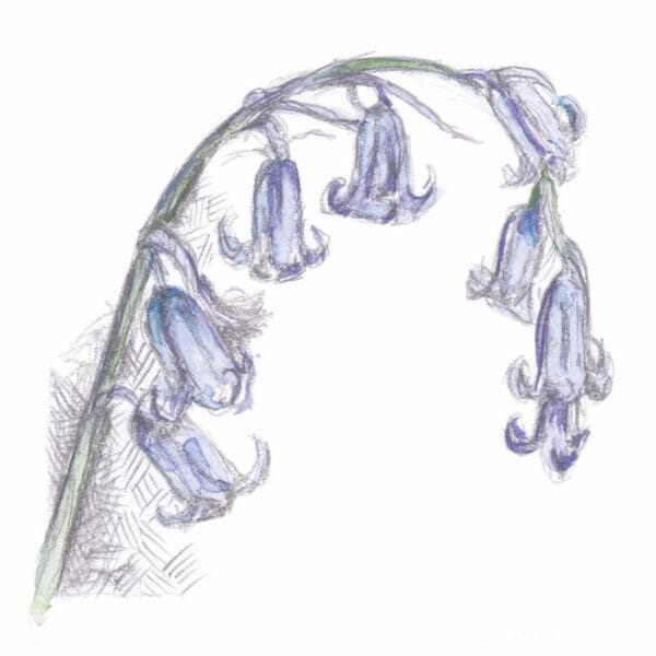 Bluebells - Image 2