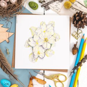 Primroses