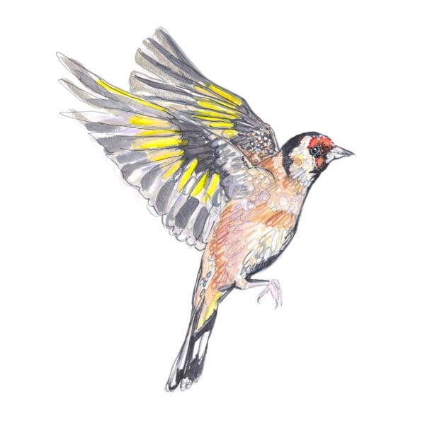 Joyous Goldfinch - Image 4