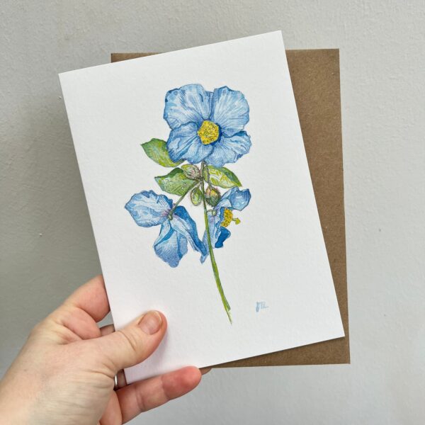 Meconopsis - Image 7