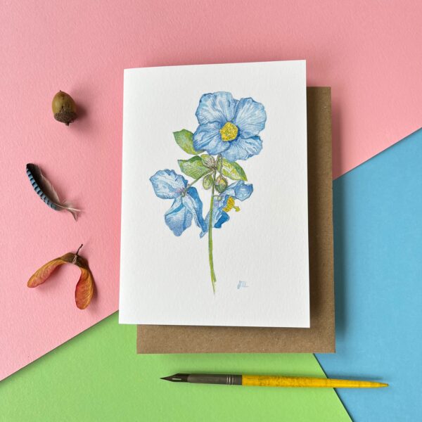 Meconopsis - Image 5