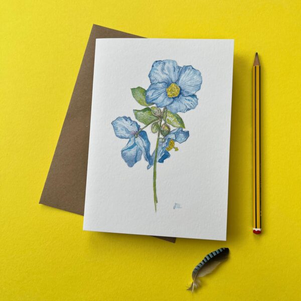 Meconopsis - Image 6