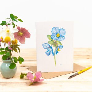 Meconopsis