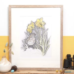 Song Thrush & Sunlit Daffodils