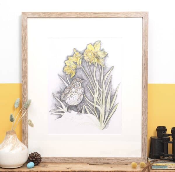 Song Thrush & Sunlit Daffodils