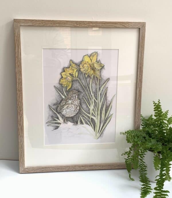 Song Thrush & Sunlit Daffodils - Image 8