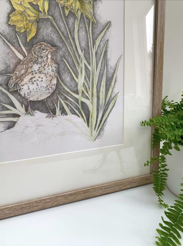Song Thrush & Sunlit Daffodils - Image 7
