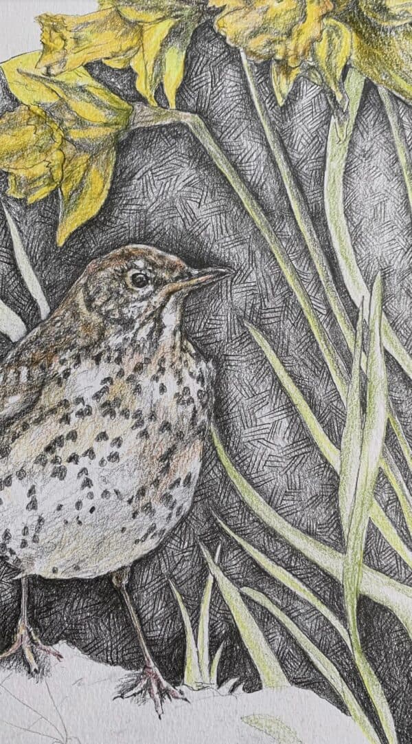 Song Thrush & Sunlit Daffodils - Image 6