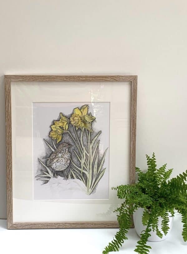Song Thrush & Sunlit Daffodils - Image 5