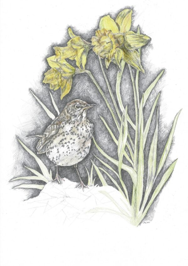 Song Thrush & Sunlit Daffodils - Image 3