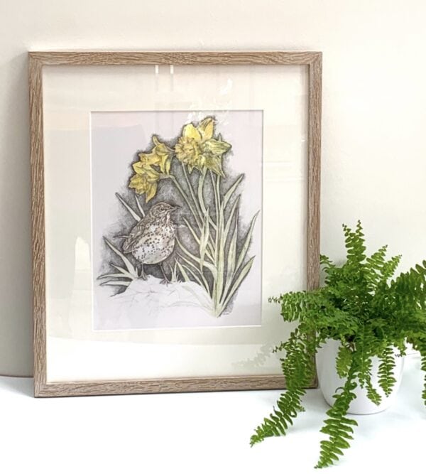 Song Thrush & Sunlit Daffodils - Image 2
