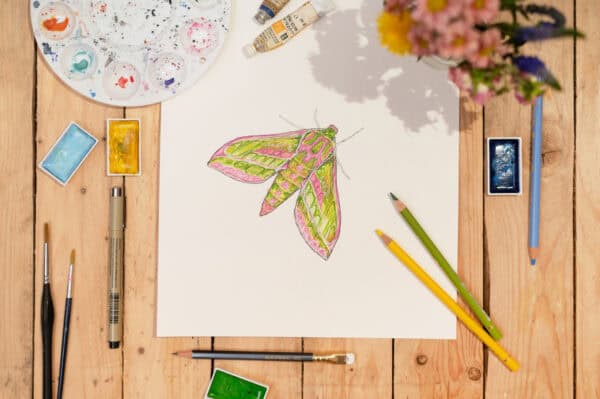 Elephant Hawk Moth Greetings Card - Image 4