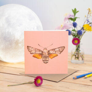 Hummingbird Hawk-Moth Greetings Card
